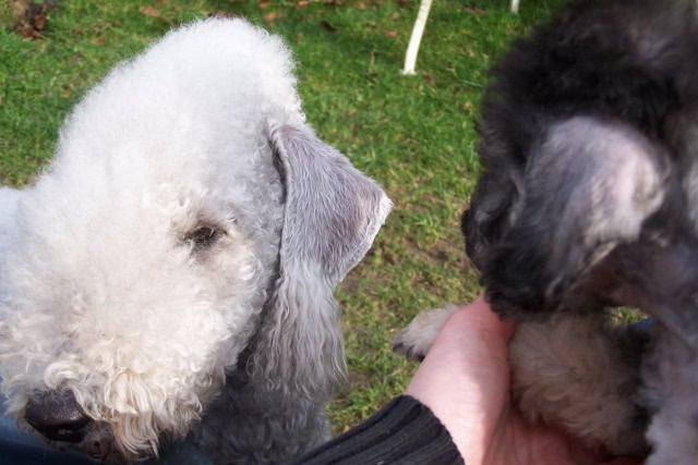 Unsere Hunde 03.02 (28).JPG